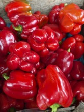 Dell Peppers at a farmers market, in Saint Albans, Vermont, New England, USA