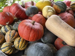 A group of Autumn pumkins and gourds exhibited at the Hudac Farm Stand, in Saint Albans, Vermont,
