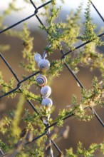 Ronda, malaga, spain Snails clustered on a plant wrapped around a chain link fence, estivating in