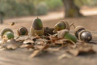 Ronda, malaga, spain Acorns on a wooden surface surrounded by dried oak leaves, with a wasp