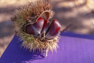 Ronda, malaga, spain Close-up of ripe brown chestnuts emerging from their natural spiky burr,