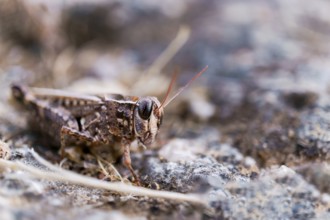 Small brown grasshopper blending into its rocky, earthy environment, showcasing excellent natural