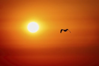 A silhouetted bird flying against a vibrant orange sunset sky, creating a serene and peaceful