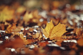 Close-up of autumn leaves in shades of orange and brown scattered on the ground. Poland, Poznan