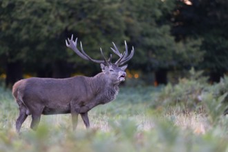 Red deer at the rutting 2025, London, Great Britain