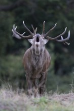 Red deer at the rutting 2025, London, Great Britain