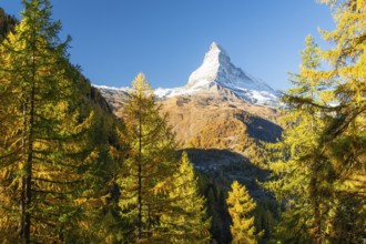 Matterhorn Mountain and Yellow Larches in Autumn in Sunny Morning. Fall Colors. Swiss Alps. Valais,
