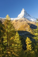 Matterhorn Mountain and Yellow Larches in Autumn in Sunny Morning. Fall Colors. Swiss Alps. Valais,