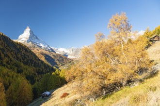 Matterhorn Mountain and Yellow Birch Tree in Autumn on Sunny Day. Fall Colors. Swiss Alps. Valais,