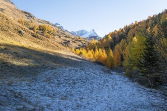 Snow-Capped Mountain, Frost on Slope and Yellow Golden Larches in Autumn on Sunny Day. Fall Colors.