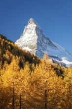 Matterhorn Mountain and Yellow Golden Larches on Slope in Autumn on Sunny Day. Fall Colors. Swiss