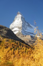 Matterhorn Mountain and Yellow Golden Trees in Autumn on Sunny Day. Fall Colors. Swiss Alps.