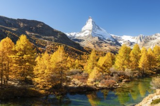 Matterhorn Mountain, Grindjisee Lake and Yellow Larches in Autumn on Sunny Day. Swiss Alps. Valais,