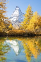 Matterhorn Mountain and Yellow Golden Larches in Autumn on Sunny Day. Reflection in Lake Grindjisee