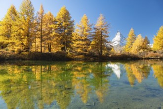 Matterhorn Mountain and Yellow Larches in Autumn on Sunny Day. Reflection in Lake Grindjisee. Swiss