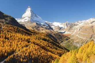 Matterhorn Mountain and Yellow Golden Larches in Autumn on Sunny Day. Fall Colors. Swiss Alps.