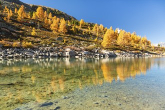 Mountain Slope and Yellow Larches in Autumn on Sunny Day. Reflection in Lake Grunsee. Swiss Alps.