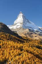 Matterhorn Mountain and Yellow Golden Larches in Autumn on Sunny Day. Fall Colors. Swiss Alps.