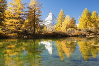 Matterhorn Mountain and Yellow Golden Larches in Autumn on Sunny Day. Reflection in Lake Grindjisee