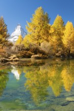 Matterhorn Mountain and Yellow Larches in Autumn on Sunny Day. Reflection in Green Lake Grindjisee.