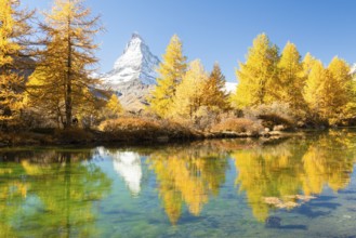 Matterhorn Mountain and Yellow Larches in Autumn on Sunny Day. Reflection in Lake Grindjisee. Fall