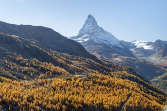 Matterhorn Mountain and Yellow Larches in Autumn on Sunny Day. Swiss Alps. Valais, Switzerland