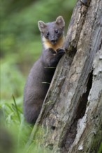 European pine marten (Martes martes), Bitburg, Rhineland-Palatinate, Germany