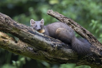 European pine marten (Martes martes), Bitburg, Rhineland-Palatinate, Germany
