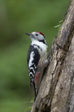 Middle woodpecker (Dendrocopos medius), Bitburg, Rhineland-Palatinate, Germany