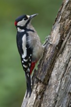 Buntspecht (Dendrocopos major), Bitburg, Rhineland-Palatinate, Germany