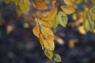 Softly lit yellow-orange leaves hang on branches with a blurred background, Nettetal