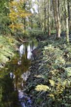 A quiet stream flows through a forest whose trees are reflected in the clear water, Nettetal