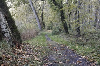 A green, deciduous path snakes through a quiet forest, Nettetal