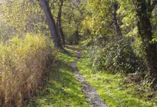 A narrow forest trail in sunny weather, surrounded by green and yellow trees and thick foliage,