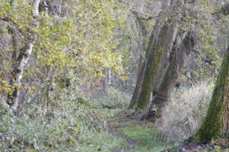A tree-lined path leads through an autumnal forest, Nettetal