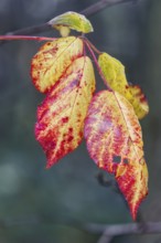 Close-up of red and yellow autumn leaves on a branch, Nettetal