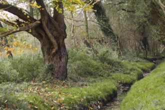 A huge tree with autumn leaves stands on a winding river, Nettetal