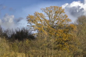 A large tree with golden leaves stands against a blue sky and clouds, Nettetal