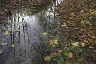 Autumn leaves float on a tree-lined puddle in the forest, Nettetal