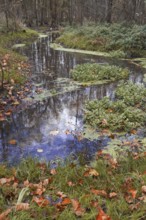A small stream lined with autumn leaves snakes through the forest, Nettetal