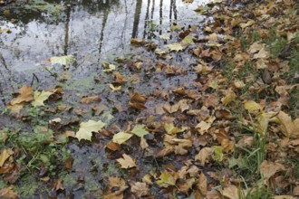 Autumn leaves float on a puddle of water in a natural forest setting, Nettetal