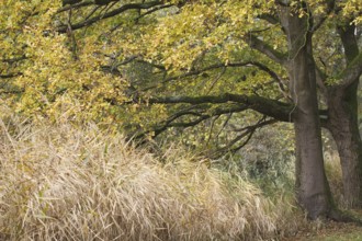 Large tree with autumnal yellow leaves next to tall grasses, Nettetal