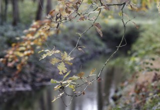 Fragile branches with fading leaves on a quiet riverbank, Nettetal