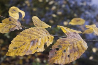 Close-up of yellow-brown autumn leaves above a water surface, Nettetal