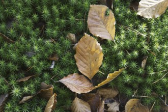 Wilted autumn leaves are scattered on green moss carpet, Nettetal