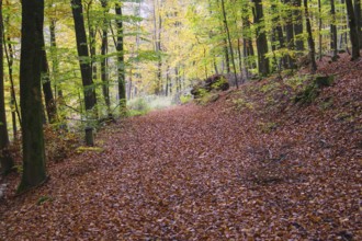 A forest path covered by foliage, flooded with soft light, Freudenberg North Rhine-Westphalia