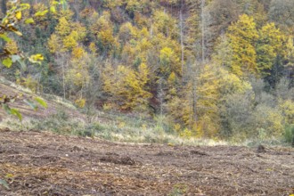 Autumn deciduous forest on a hill with colorful foliage, Freudenberg, North Rhine-Westphalia