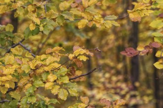 Close-up of yellow autumn leaves on branches with varied colors, Freudenberg North Rhine-Westphalia