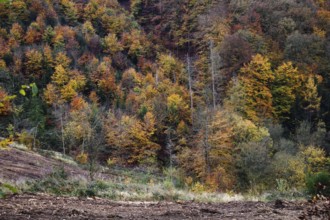 View of a hilly forest in full autumn colors, Freudenberg North Rhine-Westphalia