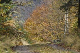 Path through an autumn forest, framed by colorful trees and foliage, Freudenberg North